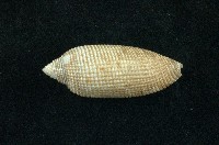 藏品(中華筆螺)的圖片